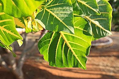 TGA 2024：《幻兽帕鲁》“天坠之地”大型更新12月23日上线